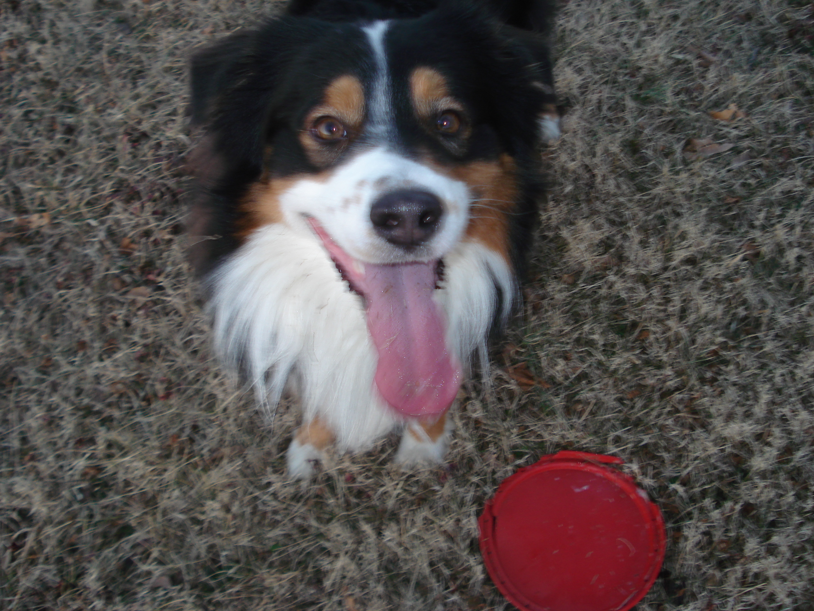 Merlin - One crazy frisbee dog